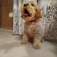 Disponibile lagotto romagnolo