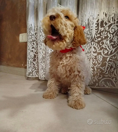 Disponibile lagotto romagnolo