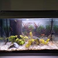Acquario Tetra 60 L