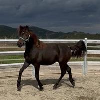 Cavallo Bardigiano