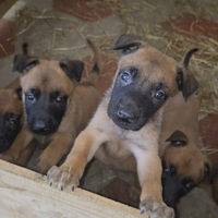 Cuccioli di pastore belga malinois
