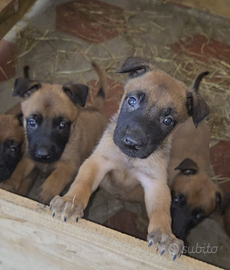 Cuccioli di pastore belga malinois