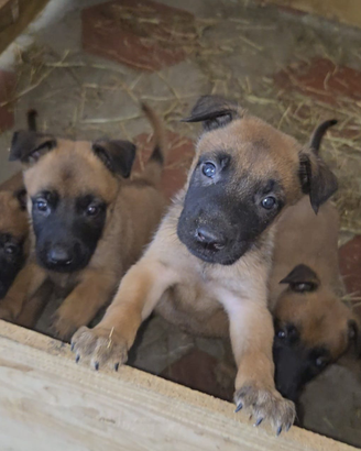 Cuccioli di pastore belga malinois