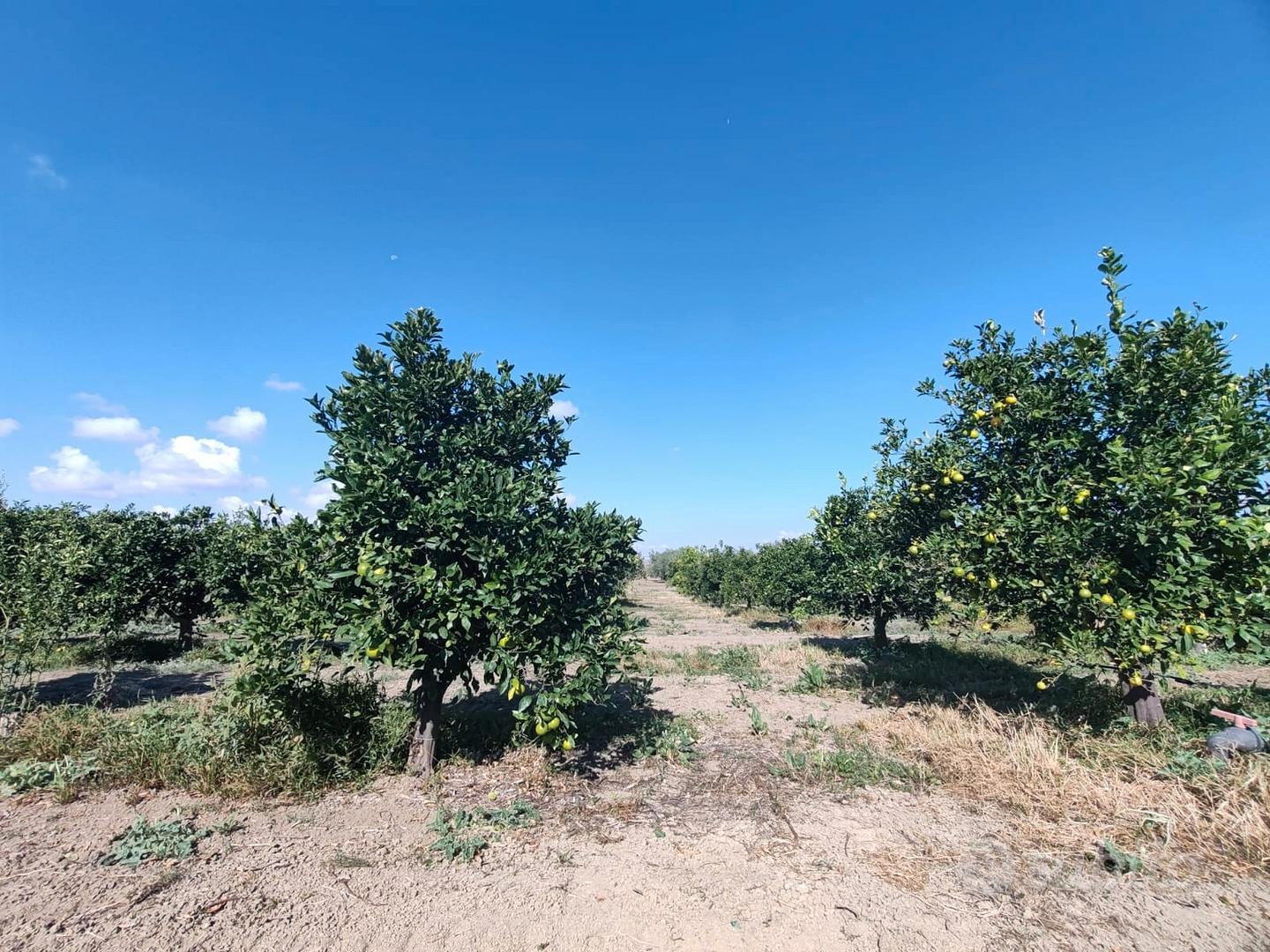 Azienda agricola a Ramacca - Vista 2