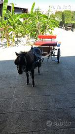 Pony completo di calesse