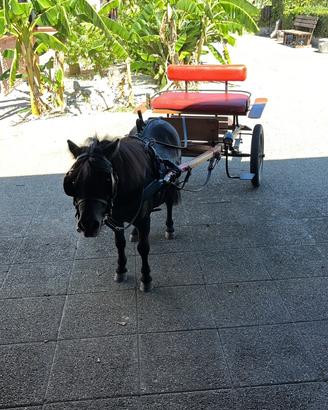 Pony completo di calesse