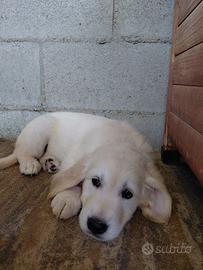 Golden retrievr cucciolo