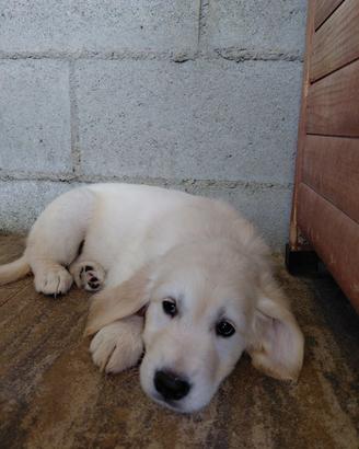 Golden retrievr cucciolo