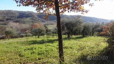 Terreno - Miglianico