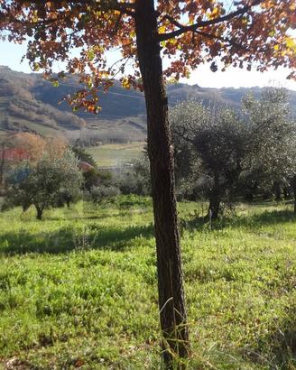 Terreno - Miglianico