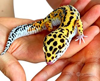 Geco leopardino maschio proven