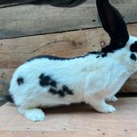 Congilio gigante piazzato