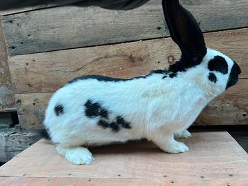 Congilio gigante piazzato