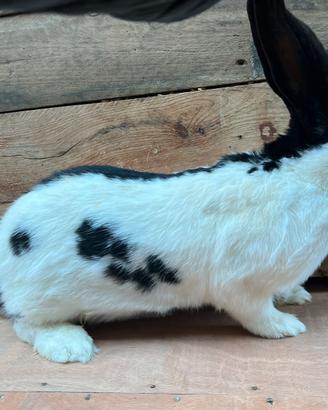 Congilio gigante piazzato