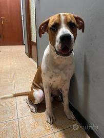 Amstaff 8 mesi
