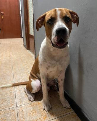 Amstaff 8 mesi