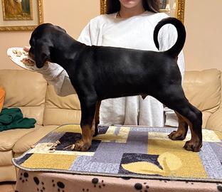 Cuccioli dobermann