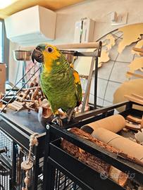 Amazone pappagallo buonissimo parlante