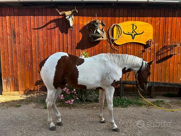 Cavallo paint horse