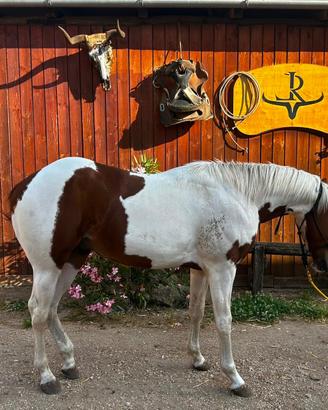 Cavallo paint horse