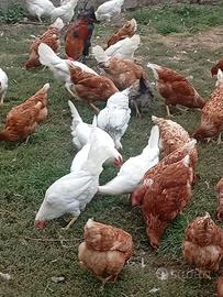 Galline