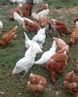 Galline