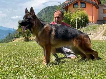 Stupendo Cucciolone di pastore tedesco