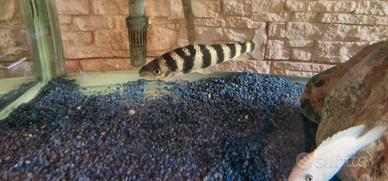 Pesce