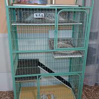 Gabbia extra grande per gatti 