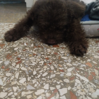 Lagotto romagnolo