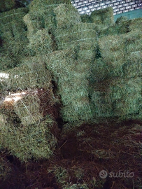 Fieno primo taglio montagna