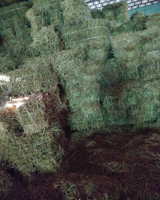Fieno primo taglio montagna