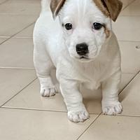 Jack Russell