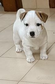 Jack Russell