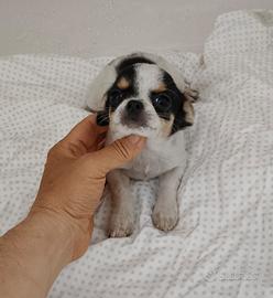 Chihuahua
