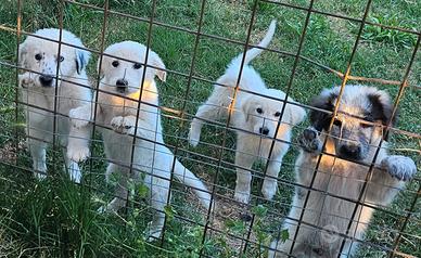 Cuccioli di cane taglia medio garnde