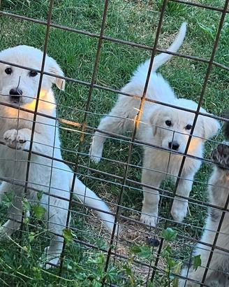 Cuccioli di cane taglia medio garnde