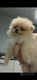 spitz di pomerania 