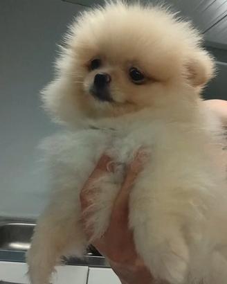 spitz di pomerania 