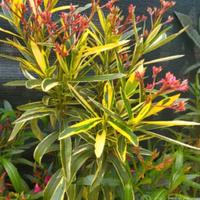 piante in vaso oleandro agave aloe melograno 