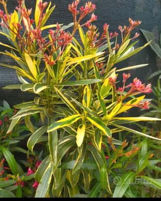 piante in vaso oleandro agave aloe melograno 