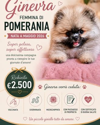 Splendidi volpini di Pomerania - spitz tedesco