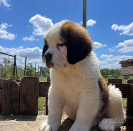 Cuccioli di San Bernardo