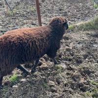 Montone francese