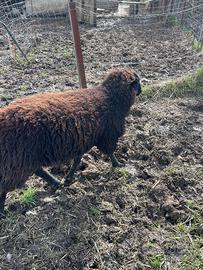 Montone francese
