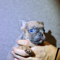 Bulldog Francese esotico