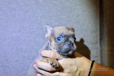 Bulldog Francese esotico