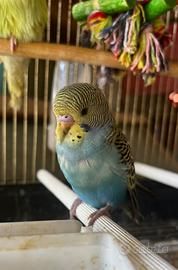 Cocorita allevate a mano