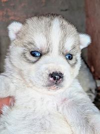 Cuccioli di siberian husky