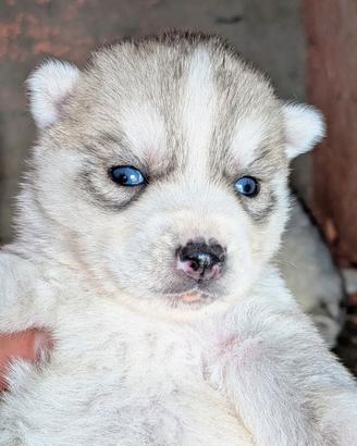 Cuccioli di siberian husky